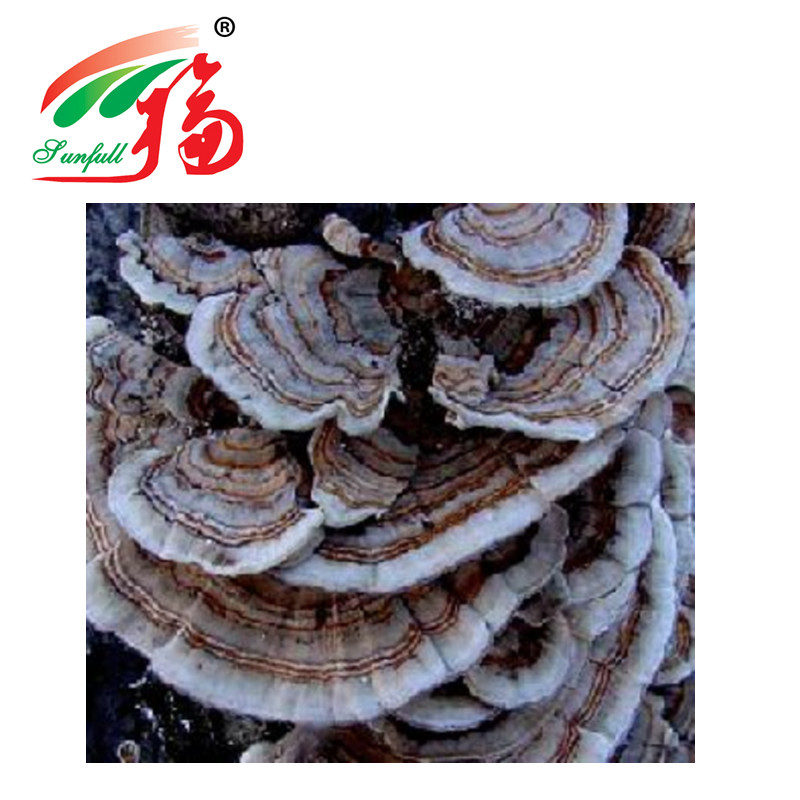 কোরিওলাস ভার্সিকলার এক্সট্র্যাক্ট 30% পলিস্যাকারাইডস খাদ্য সংযোজনের জন্য