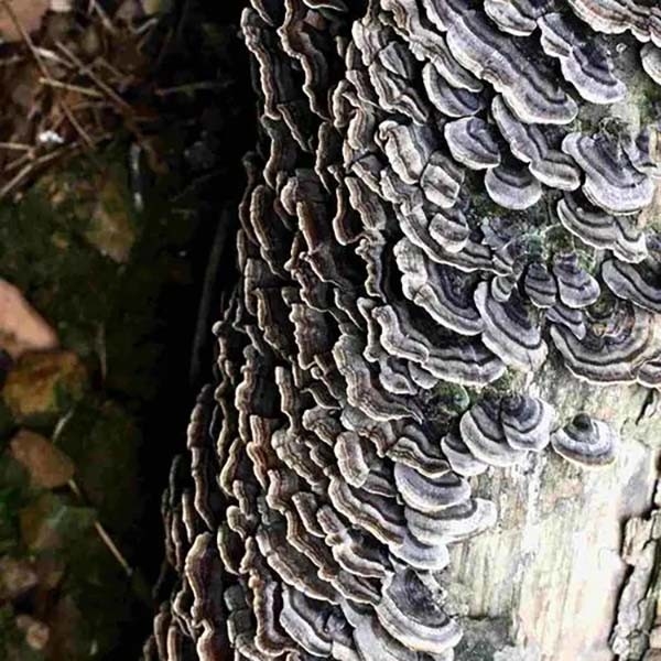 Coriolus Versicolor এক্সট্র্যাক্ট 10%~50% পলিসাক্রিডস পিএসকে পিএসপি টার্কির লেজ মাশরুম এক্সট্র্যাক্ট