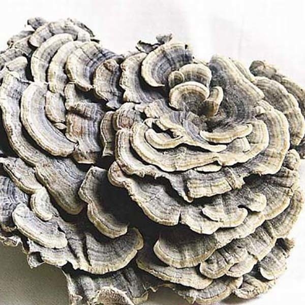 Coriolus Versicolor এক্সট্র্যাক্ট 10%~50% পলিসাক্রিডস পিএসকে পিএসপি টার্কির লেজ মাশরুম এক্সট্র্যাক্ট