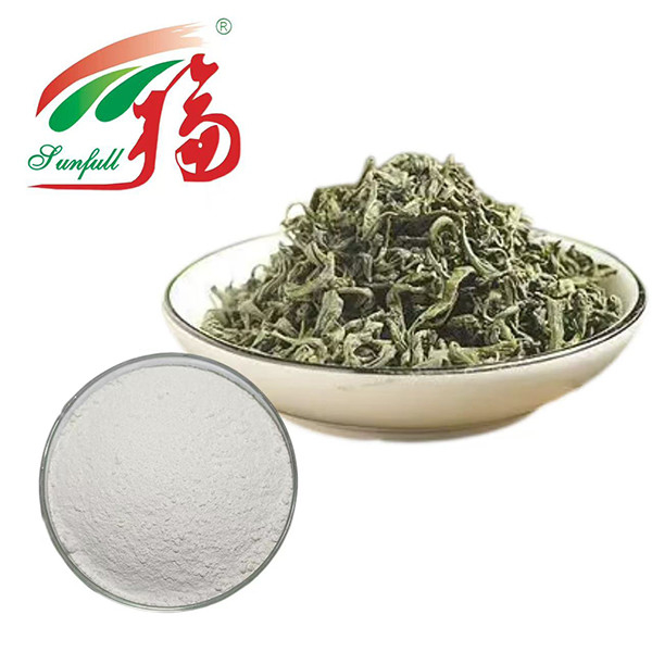 চূড়ান্ত অ্যান্টিঅক্সিডেন্ট শক্তি! ৯৮% ইজিসিজি গ্রিন টি নির্যাস - প্রাণশক্তির জন্য প্রকৃতির রক্ষাকবচ
