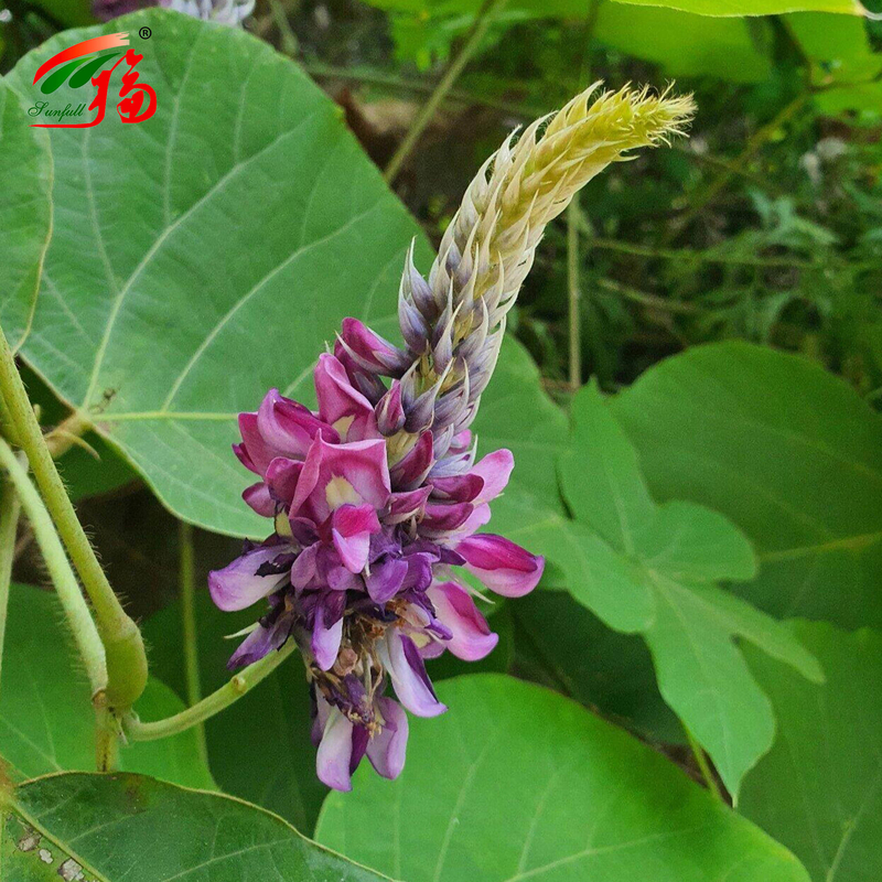 চীন কারখানা প্রাকৃতিক কুডজু রুট এক্সট্র্যাক্ট Puerarin সঙ্গে 25% 60% 98% জন্য বিকল্প