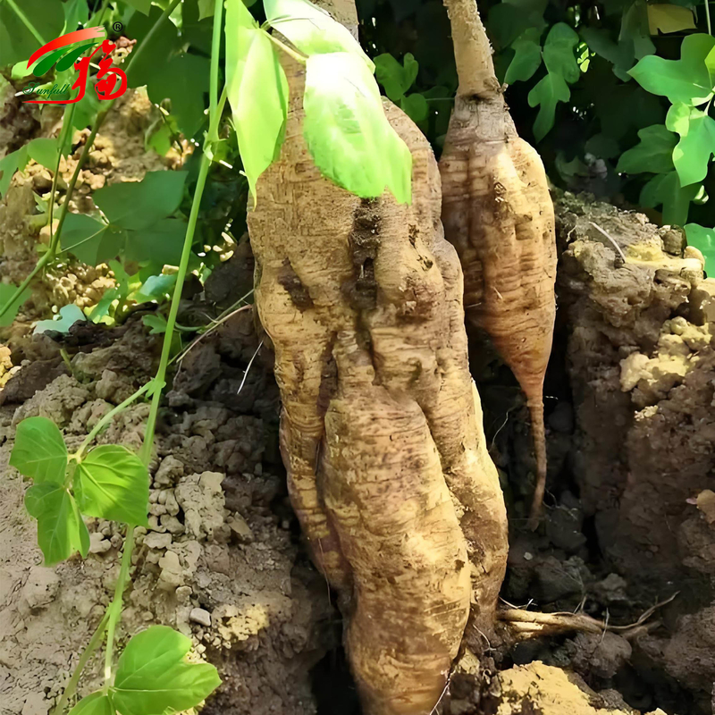 চীন কারখানা প্রাকৃতিক কুডজু রুট এক্সট্র্যাক্ট Puerarin সঙ্গে 25% 60% 98% জন্য বিকল্প