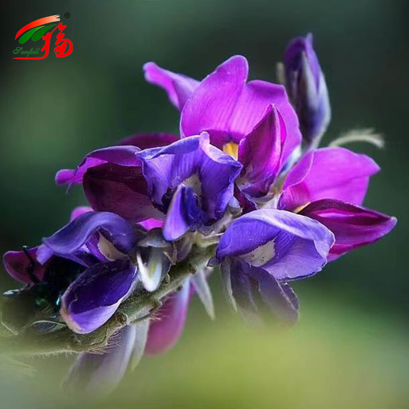 চীন কারখানা প্রাকৃতিক কুডজু রুট এক্সট্র্যাক্ট Puerarin সঙ্গে 25% 60% 98% জন্য বিকল্প