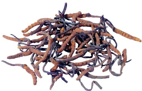 স্বাস্থ্যসেবা পণ্যের জন্য ফাইন ব্রাউন হলুদ পাউডার ফুড গ্রেড কর্ডিসেপস সিনেনসিস নির্যাস