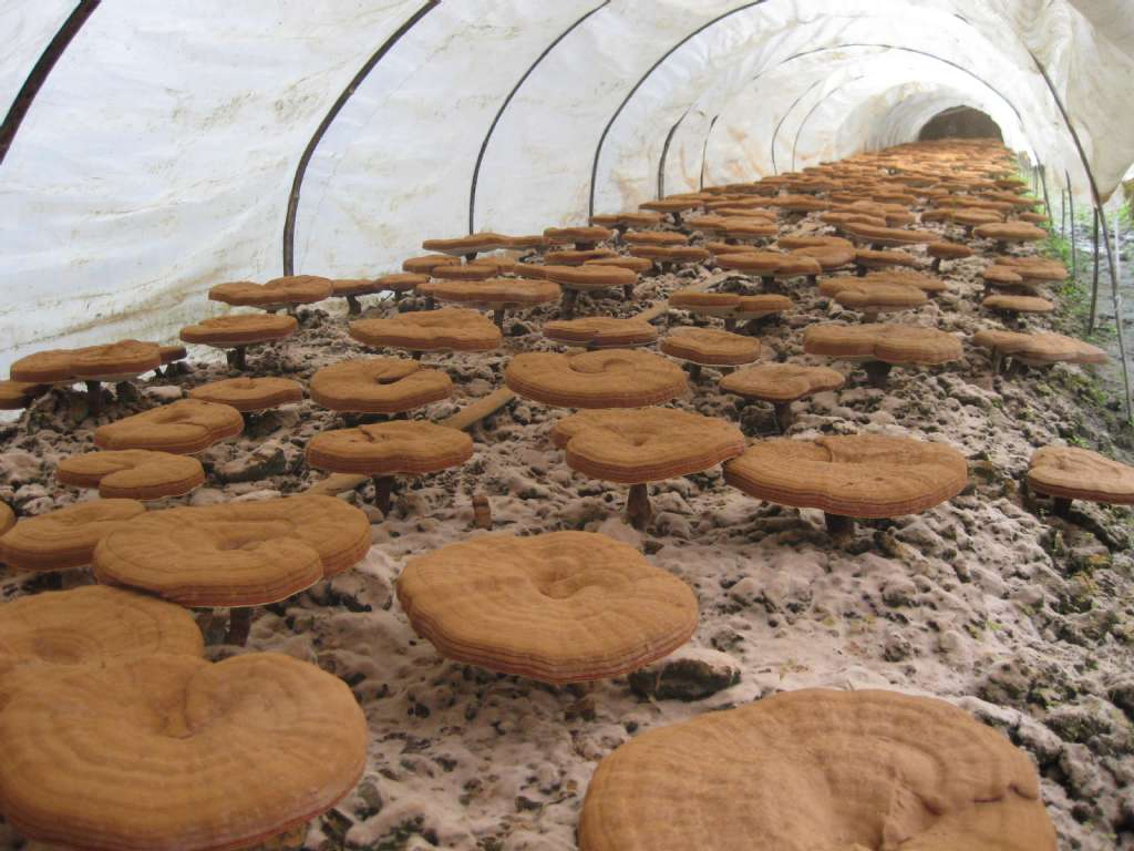 রেশি মাশরুম নির্যাস, কার্যকরী খাদ্য এবং স্বাস্থ্যসেবা পণ্যের জন্য ফলন্ত বডি থেকে ৫০% পলিস্যাকারাইড