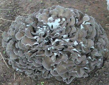 সূক্ষ বাদামী হলুদ মাইটেকে মাশরুমের নির্যাস পাউডার, যা রোগ প্রতিরোধ ক্ষমতা বৃদ্ধি এবং ক্যান্সার-বিরোধী কার্যকলাপের জন্য ৪০% পলিস্যাকারাইডযুক্ত