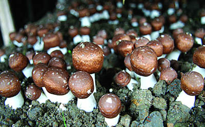 কার্যকরী খাদ্য এবং স্বাস্থ্যসেবা পণ্যগুলির জন্য ২০% পলিস্যাকারাইড সহ অ্যাগারিকাস ব্লেজি নির্যাস পাউডার, ট্যাবলেট এবং ক্যাপসুল প্রয়োগের জন্য সূক্ষ্ম বাদামী হলুদ পাউডার