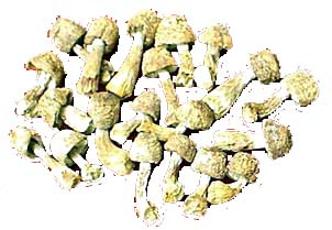 কার্যকরী খাদ্য এবং স্বাস্থ্যসেবা পণ্যের জন্য Agaricus Blazei নির্যাস 40% পলিস্যাকারাইড