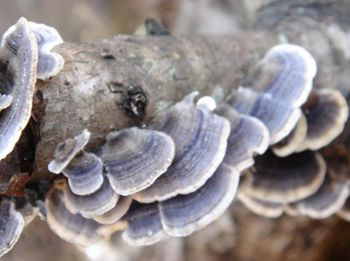 রক্তে শর্করার মাত্রা নিয়ন্ত্রন এবং ফুসফুস হ্রাস করার জন্য ফাংশনাল ফুডের জন্য 10% পলিসাকারাইডস এক্সট্র্যাক্ট