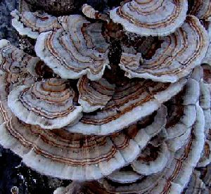 রক্তে শর্করা নিয়ন্ত্রণ এবং মলম হ্রাসের জন্য কার্যকরী খাবারের জন্য 50% পলিসাকারাইডস কোরিওলাস ভার্সিকলর এক্সট্র্যাক্ট