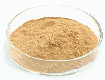 অস্টার মাশরুম এক্সট্রাক্ট পাউডার 20% পলিসাকারাইড ফাইন ব্রাউন হলুদ পাউডার ফাংশনাল ফুডের জন্য অ্যান্টি-টুমেন্টার বৈশিষ্ট্য সহ