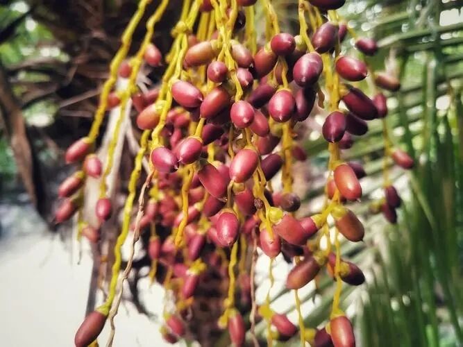 উচ্চ ক্ষমতা সম্পন্ন স পালমেটো নির্যাস ৪৫% ফ্যাটি অ্যাসিড (সেরেনোয়া রিপেন্স) - প্রোস্টেট স্বাস্থ্য ও উন্নত ফর্মুলেশনের জন্য প্রিমিয়াম কনসেন্ট্রেট