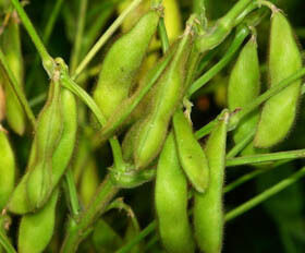 সয়া আইসোফ্ল্যাভোনস এক্সট্র্যাক্ট পাউডার - নিউট্রাসিউটিক্যাল এবং কার্যকরী খাদ্য প্রয়োগের জন্য সয়াবিন থেকে প্রাকৃতিক ফাইটোস্ট্রোজেন