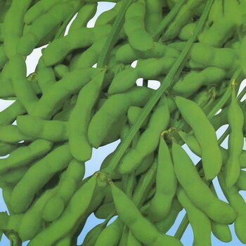 সয়া আইসোফ্ল্যাভোনস এক্সট্র্যাক্ট পাউডার - নিউট্রাসিউটিক্যাল এবং কার্যকরী খাদ্য প্রয়োগের জন্য সয়াবিন থেকে প্রাকৃতিক ফাইটোস্ট্রোজেন