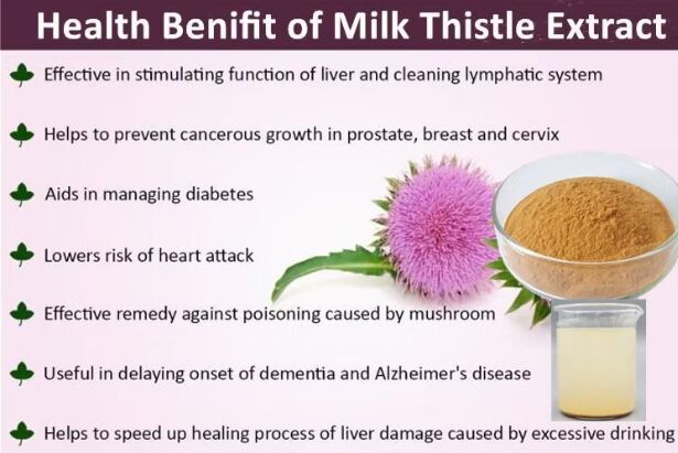 Herbal Silybum Marianum Plant Blessed Thistle Seed Powder 30% Silybins HPLC UV 40%~80% Liposome 40%-80% Silymarin Milk Thistle Extract for Liver Health (লিভার স্বাস্থ্যের জন্য সিলিমারিন মিল্ক থস্ট এক্সট্রাক্ট)